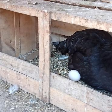 yumurtlayan toyuqlar satilir: Toyuq, Australorp, Yumurtalıq, Ünvandan götürmə, Ödənişli çatdırılma — 2