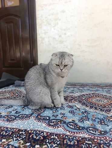 шотландский кот на вязку: Скотиш Фолд (Шотландская вислоухая), 1 год, Девочка, Серебристая шиншилла, Проглистована — 1