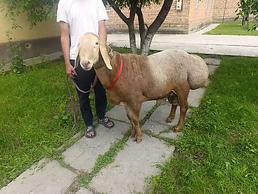 баран живой: Продаю | Баран (самец) | Арашан | Для разведения | Осеменитель — 2