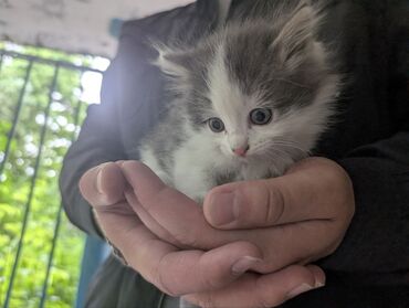 хамелеон животное: Кошка даром: Беспородная, 2 месяца, Мальчик, Проглистована