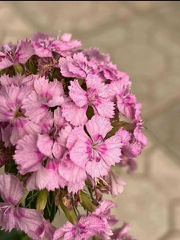 слипы боди: Продаю саженцы турецкой гвоздики. Многолетник, неприхотливый — 2