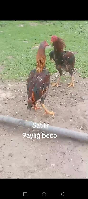 cuce satisi 2019: 9 aylığ becə satılır super becədi barter var itlə telfonla velasbetlə — 2