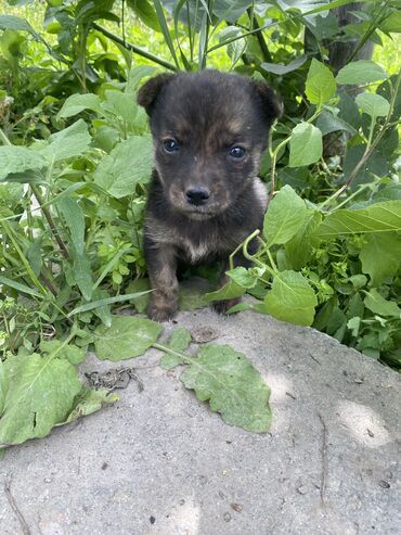 собака бульдог: Собака даром: 1 месяц, Самец at lalafo.kg собака бульдог: Собака даром: 1 месяц, Самец