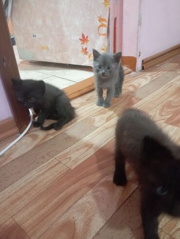 кошки продаются очень бесплатно: Кошка даром: Экзотическая, 1 месяц, Мальчик