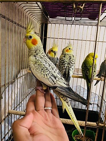 pisik ucuz: Nymph quşları (Cockatiel) – əl öyrəşmiş, müxtəlif rənglər - Növ — 1