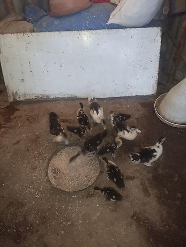 kənd təsərrufatı heyvanları: Satılır: ördək bala sürüsü

- balaca 5 AZN böyük 6 AZN ümumi 11 denedi — 2