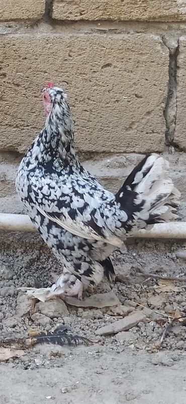 Quşlar: Cut yaponka gozelliyi goz onunde. Unvan Salyan. Barter mumkundu