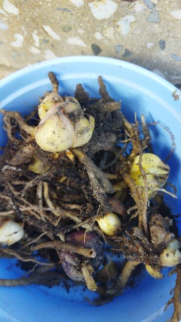 devit 3 ampul qiymeti: Луковицы голландских лилий разные расцветки но смещанные время посадок