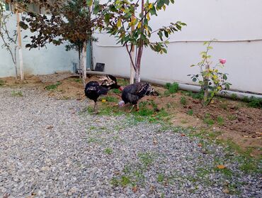 Cücələr: Hinduşka cücələri, Damazlıq — 31