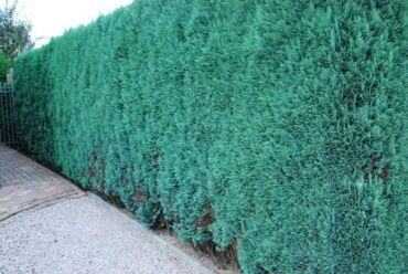 Toxumlar: Thuja toxumları, sərv, Arizona sərv, mavi thuja, qərb thuja və şərq — 18