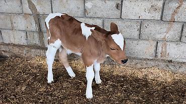 Коровы, быки: Продаю | Бык (самец) | Симментальская | Для разведения — 5