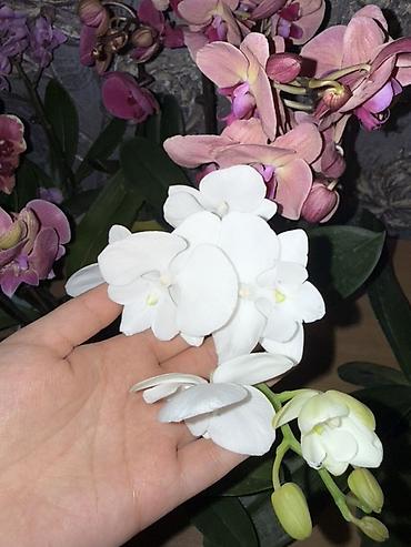 Орхидеи: Орхидея оптом и в розницу принимаем корпоративные заказы !!! Г at lalafo.kg — 25 Орхидеи: Орхидея оптом и в розницу принимаем корпоративные заказы !!! Г — 25