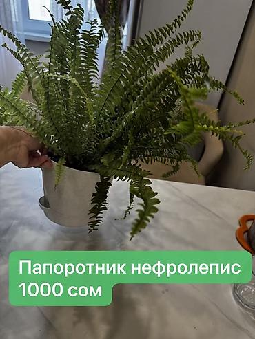 Монстеры: Монстера вариегатная — черенки: - Монстера Альба «Мраморная»: срез — 9