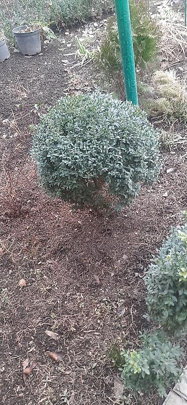 Садовые цветы и кустарники: Саженцы цветка: Пионы, Самовывоз — 13