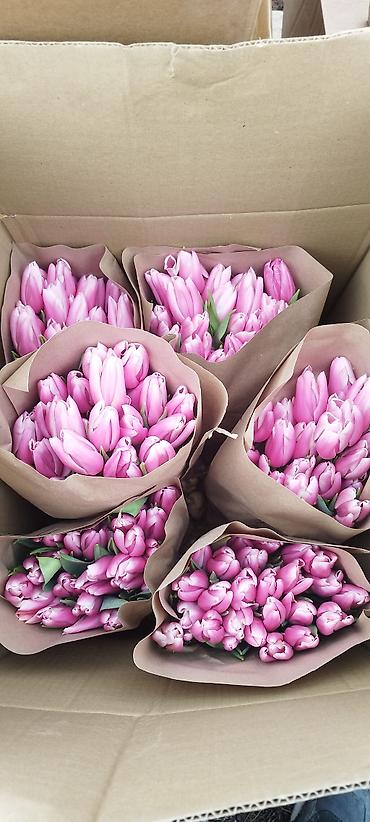 Тюльпан: Тюльпаны оптом - Цена: от 90 сом - Длина: 60 см - Тюльпаны с — 12