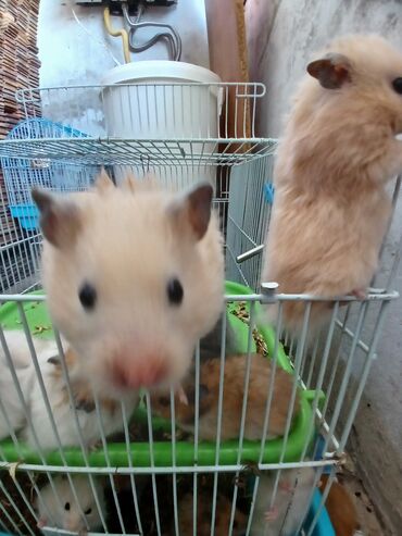 Gəmiricilər: Angora növ xamyak hemstr mehriban növüdür dişləmirlər uzun tükləri — 7