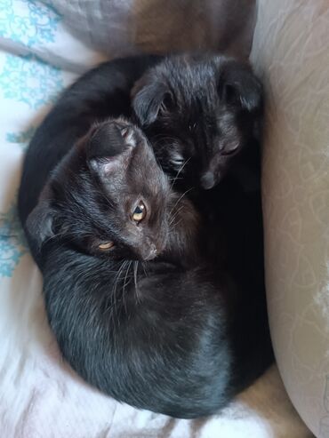 Отдам даром кошку: Кошка даром: Скотиш Фолд (Шотландская вислоухая), 4 месяца, Девочка, Приучена к лотку — 8