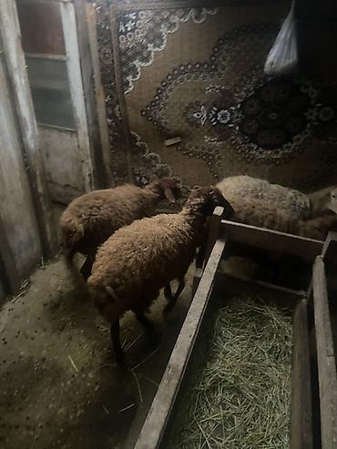 Рогатый скот: 😍😍😍Qoyun sürüsü – 4 baş - Növ: Yerli ətlik/yunlu qoyunlar - Say: 4 — 2