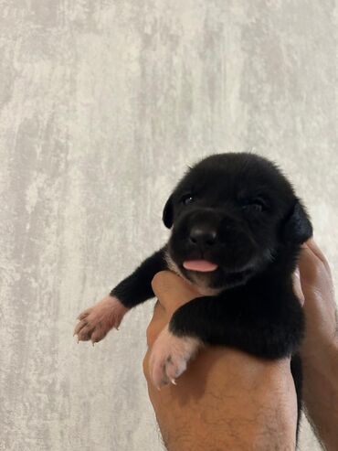 İtlər: Kane-Korso, Cütləşmə üçün, Ünvandan götürmə -da lalafo.az — 8 İtlər: Kane-Korso, Cütləşmə üçün, Ünvandan götürmə — 8