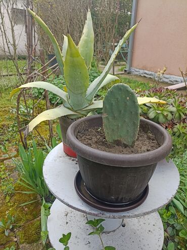 Baštenska dekoracija: Kaktusiviše vrsta i veličina, preuzimanje lično i dogovor — 8