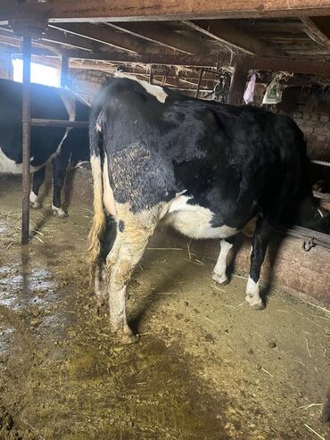 Коровы, быки: Продаю | Корова (самка) | Для молока | Привязанные — 9