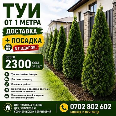 титан дики: В стоимость входит: 🚚 Доставка по городу 🌱 Посадка и работа 🌿 Туя от 1 — 1