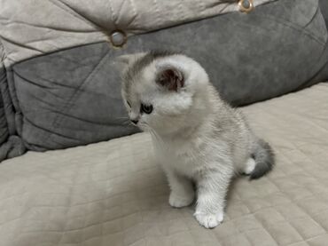 Pişiklər: Şinşilla, Dişi, Ünvandan götürmə — 10