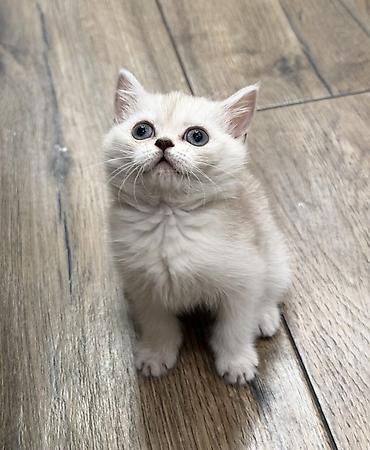 котята: Породистые котята, домашнее разведение. Родились 22 августа ( 2 мес) — 4