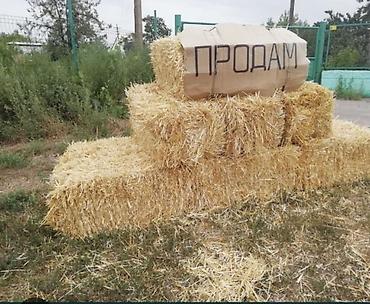 камни крс: 🌾 Срочно! Продам ячменную солому (Арпа) на поле Продается ячменная — 2