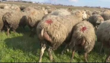 bakida cins ineklerin satisi: Самка, лет: 1, 1 кг, Для разведения, Платная доставка