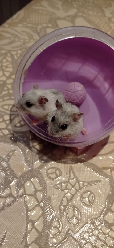 hamster qiymətləri: 2 aylıq bala hamsterlər