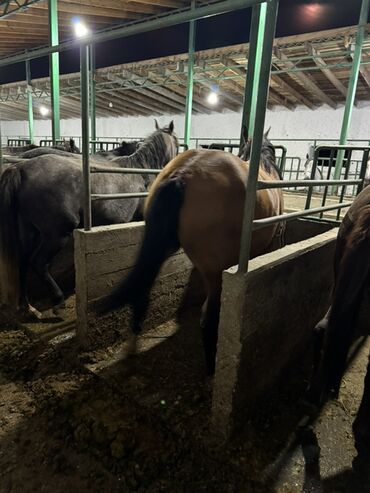 Лошади, кони: Продаю | Жеребенок, Кобыла (самка), Конь (самец) — 14