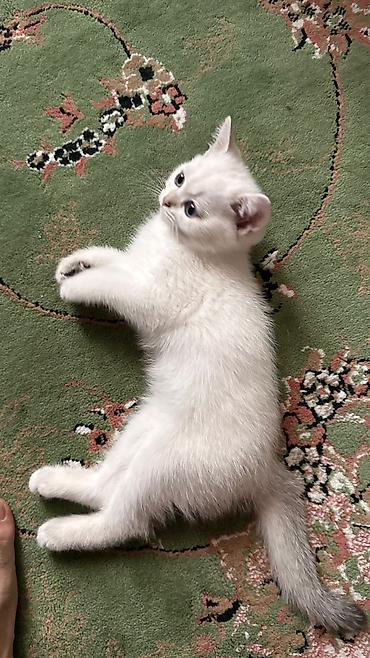 Кошки: Ağ tüklü, göy-boz gözlü balaca pişik balaları. - Yumşaq, sıx və parlaq — 6