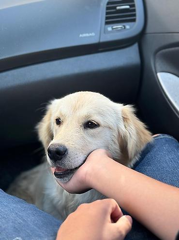 itlerin pulsuz verilmesi: Retriever, 5 ay, Erkək, Pulsuz çatdırılma — 5