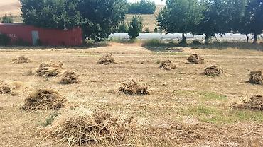 пони животные: Сено луговое в копнах - Натуральное луговое сено первого укоса — 1