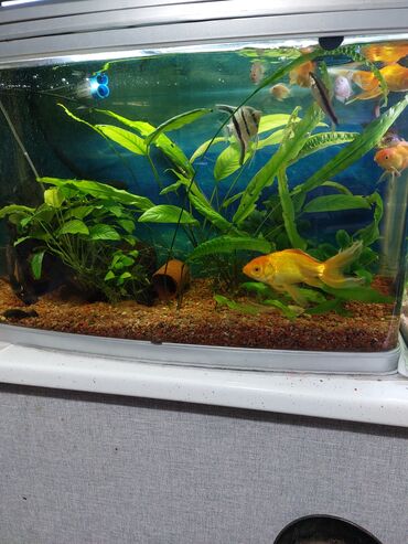 аквариум и рыбки: Продаю аквариум 90литров с рыбками и ростение компрессор, фильтр