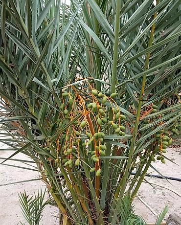 Yeni tikili: Hövsan qəs., 6 otaqlı, Yeni tikili, m. Həzi Aslanov, 250 kv. m — 15