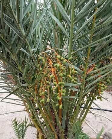 Yeni tikili: Hövsan qəs., 6 otaqlı, Yeni tikili, m. Həzi Aslanov, 250 kv. m — 16