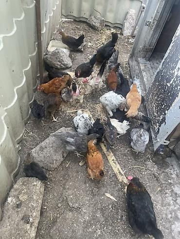 brama toyuqları: Salam 20eded çopla 14 eded yumurtaq toyuqlar hamsı satıram işimle — 5