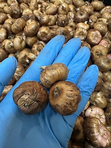 Размещение рекламы: В продаже комнатные цветы и многолетние садовые цветы. 1. Алое вера — 30