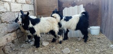 sort keci: Dişi, il: 5, Damazlıq, Ətlik, Ünvandan götürmə