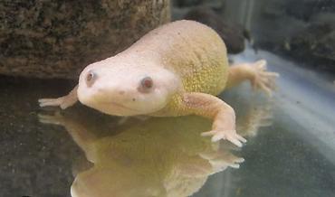 albino: Albino Afrika cırtdan qurbağası (Hymenochirus) – akvarium üçün nadir — 3
