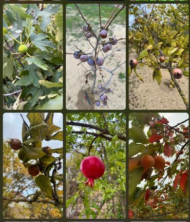 Bağ evlərinin satışı: Sumqayıt, 150 kv. m, 5 otaqlı, Hovuzlu, Kanalizasiya, Qaz, Su — 7