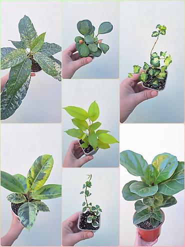 фикус: 🪴 Фикусы разных сортов в продаже. 🌿 Названия сортов и цены указаны на — 2