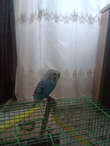 Tutuquşları: Məhsul: Dalğalı tutuquşu (budağı/əlin üstündə durmağa öyrəşmiş) — 6