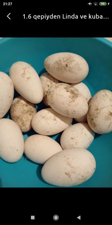 qaz yumurtasi satilir v Azərbaycan | TOYUQLAR, XORUZLAR: Linda kuban qaz yumurtasi temiz rus qan sortdu