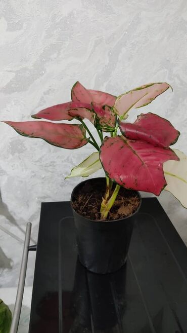Другие комнатные растения: Продаю цветы — 5