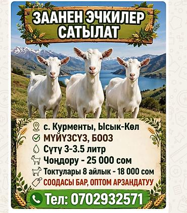 ph down: Продаю | Козёл (самец) | Зааненская | Для молока | Котные — 2