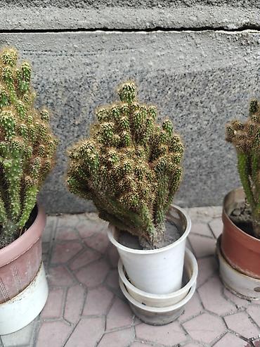 Бөлмө өсүмдүктөрү: Кактусы в горшках (многоствольные колонии). - Внешний вид: плотные — 3