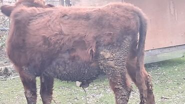 Inəklər, öküzlər: Iki baş erkək dana satılır — 10